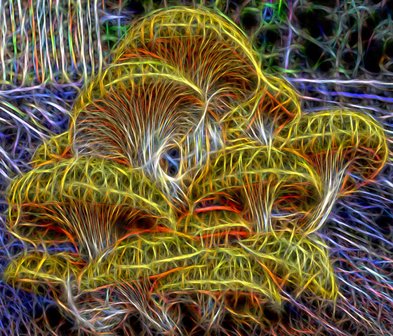 Fractalius Chaff Samples